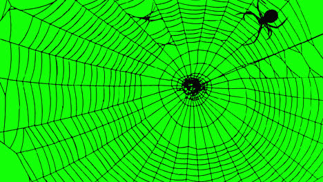 Halloween-Spider-moving-on-spider-web-loop-animation-Halloween-concept-element-with-alpha-channel